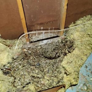 Rotted insulation